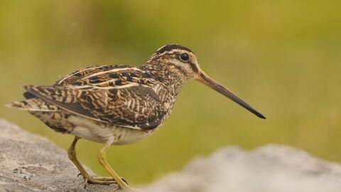 Snipe The Wildlife Trusts